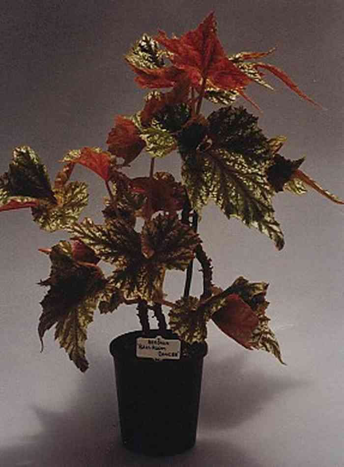 B. ‘Ballroom Dancer’